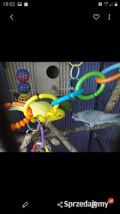 Stokówki prążkowanekatarzynki Ptaki wielkopolskie Pobiedziska