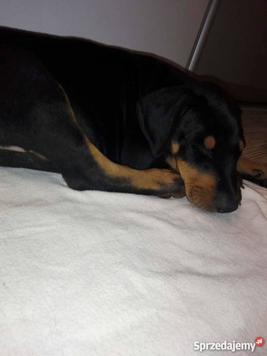 Oddam DOBERMANA mazowieckie Radom