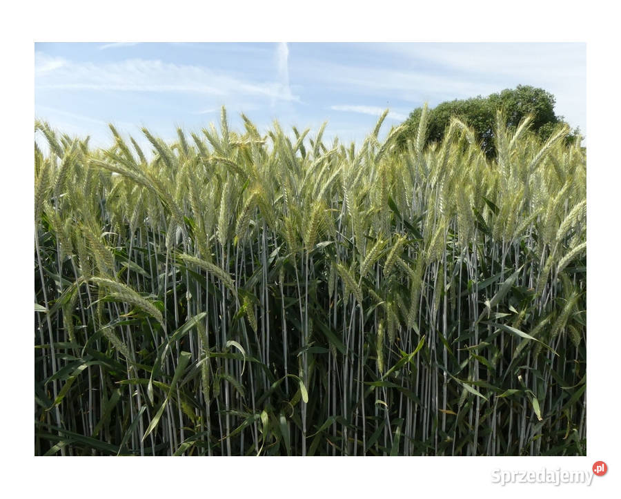 Pszenżyto ozime SU Favonius zaprawa Vibrance warmińsko-mazurskie Nidzica sprzedam