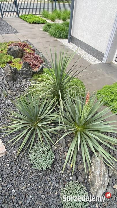 Yucca mrozoodporna juka tworząca pień hybrydy małopolskie Chrzanów