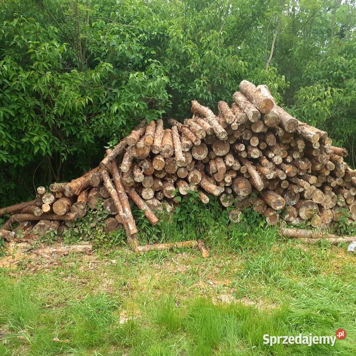 Drewno Sosna czeremcha akacja Lubin