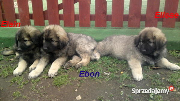 Sarplaninacszczeniaki Jelenia Góra