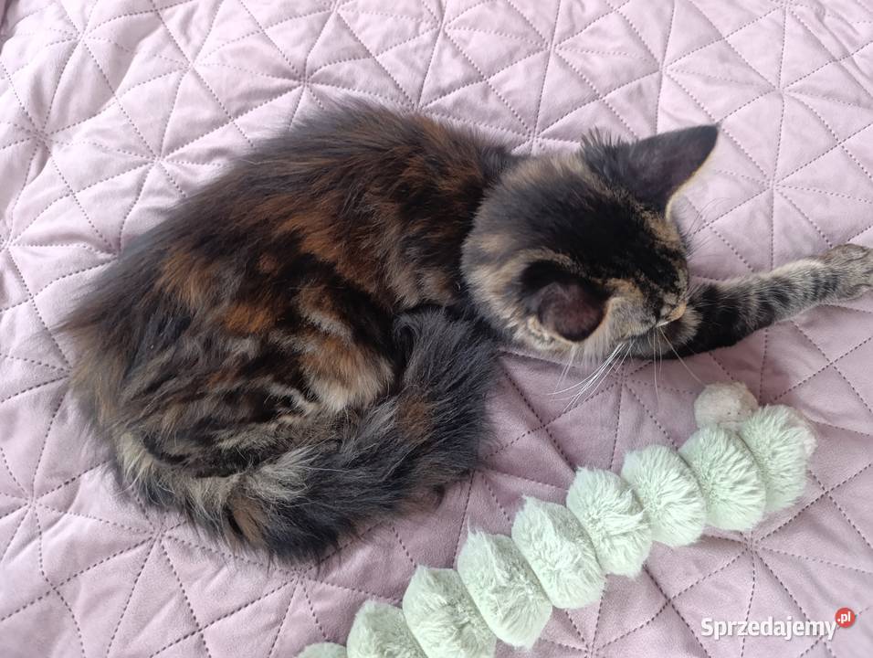 Koteczka Maine Coon lubelskie Krasnystaw