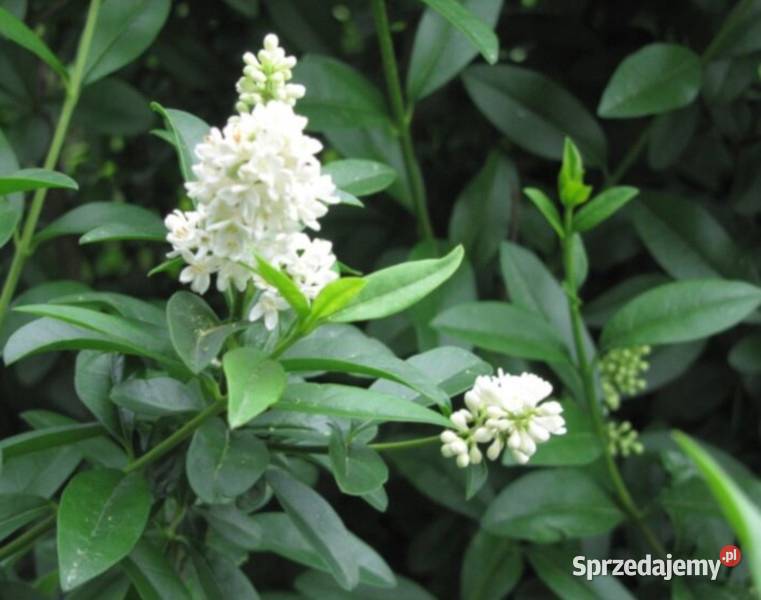 Ligustr pospolity Ligustrum vulgare NASIONA 400