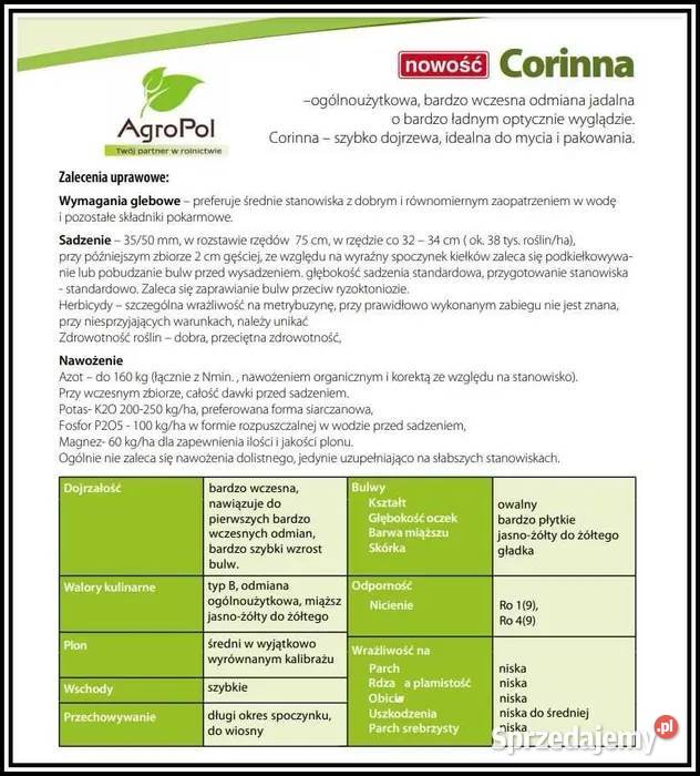 Ziemniak Sadzeniak CORINNA Sadzeniaki Ziemniaka Opalenica