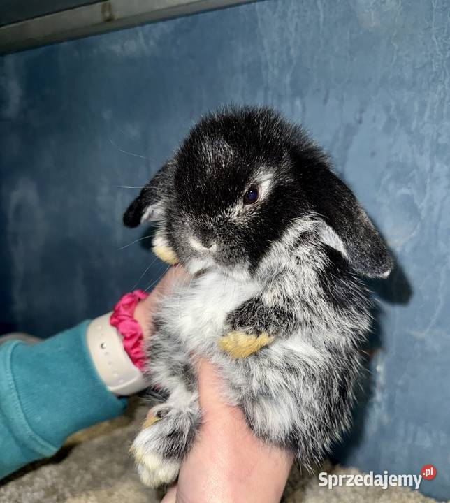 Mini Lop Królik Miniaturka Teddy Króliki Godowa