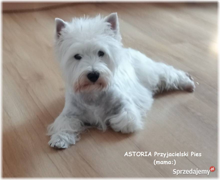 West Highland White Terrier ZKwP FCI Częstochowa