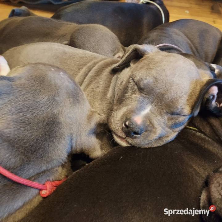 Amstaff szczenię w kolorze Blue Gafit i Black Amstaff Rzeszów