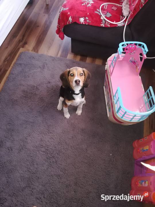 Szczeniak Beagle Mikołów sprzedam