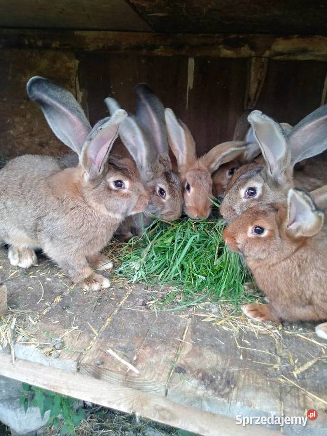 Króliki mieszańce nowozeland z belg Warszkowo