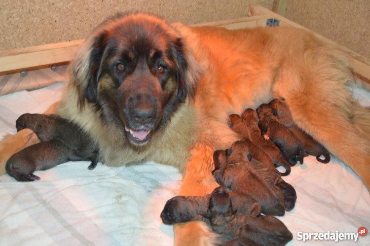 LEONBERGER SZCZENIĘTA Psy śląskie Niegowonice