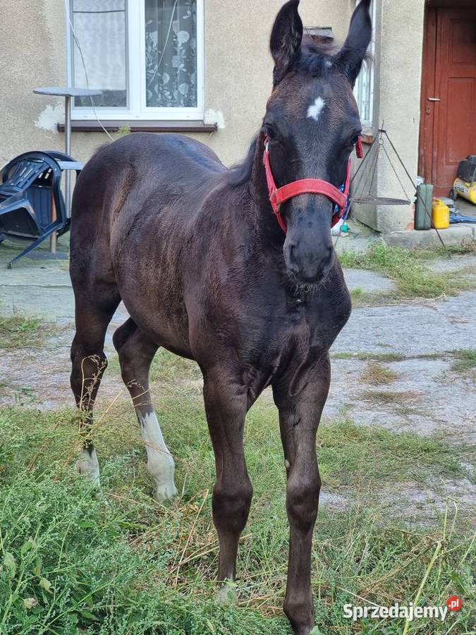 Kary ogier odsadek na sprzedaż Rokutów