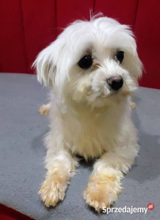 Maltańczyk suczka 25 letnia Nowe Miasteczko sprzedam