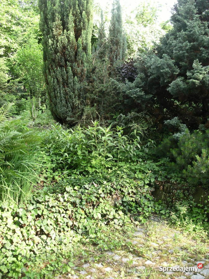 BEZCZYNSZOWE MIESZKANIE W CIESZYNIE Cieszyn