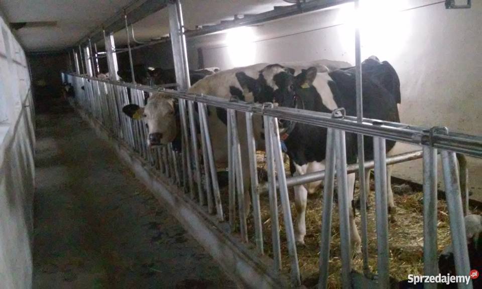 stanowiska wygrodzenia kojce bydła opasów cieląt Pogorzela