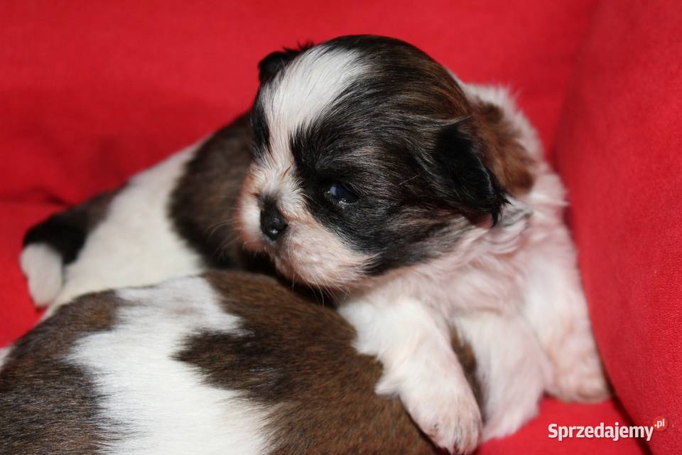 Shih Tzu Urocze Szczeniaczki Maleńkich