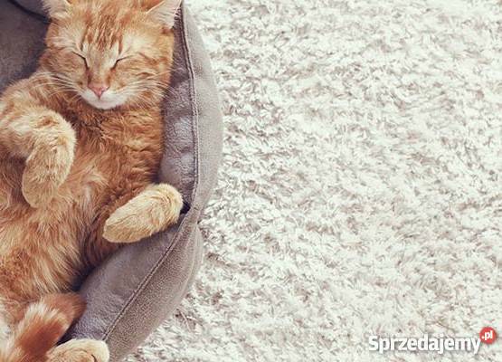 Pranie dywanów wykładzin tapicerki meblowej Usługi podkarpackie Jasło