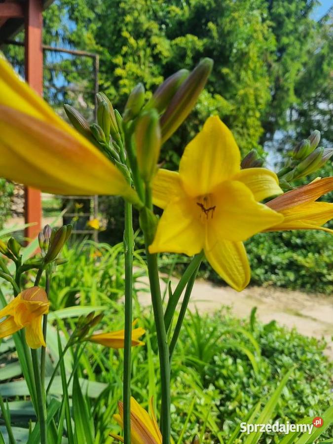 Liliowiec wczesny majowy lubelskie Lublin sprzedam