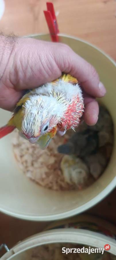 Papugi rudosterki ręcznie karmione Tychy sprzedam