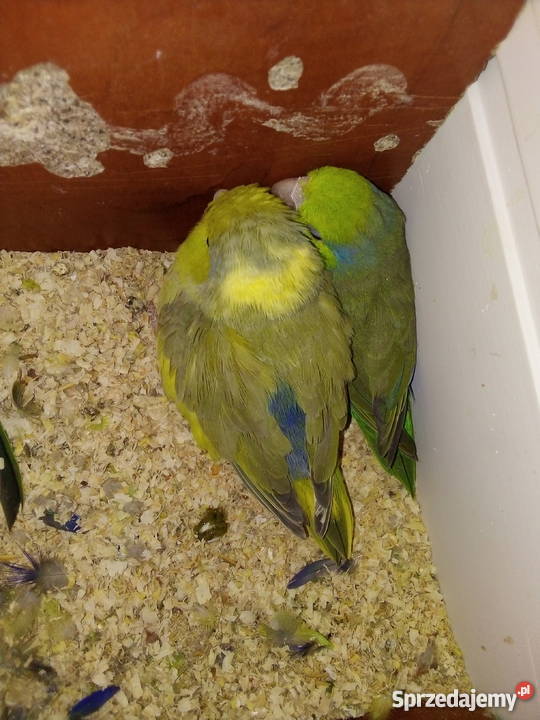 Papugi wróbliczki Ptaki
