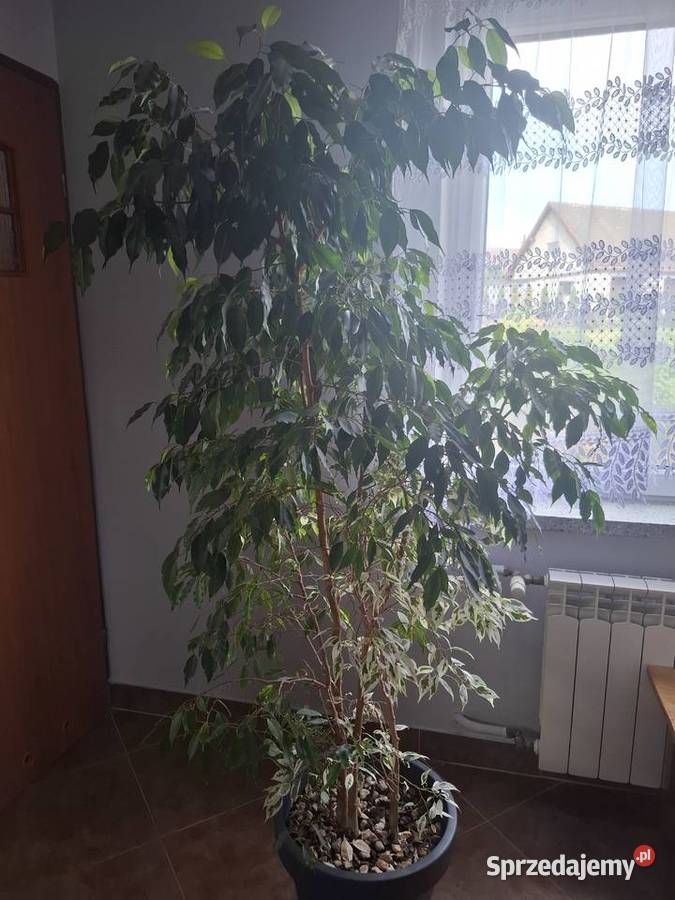 Fikus Benjaminek Bielsko-Biała