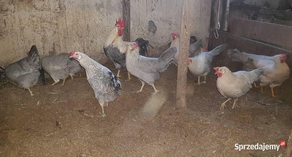 jajka legowe włoszka lawendowa i inne łódzkie Nieborów