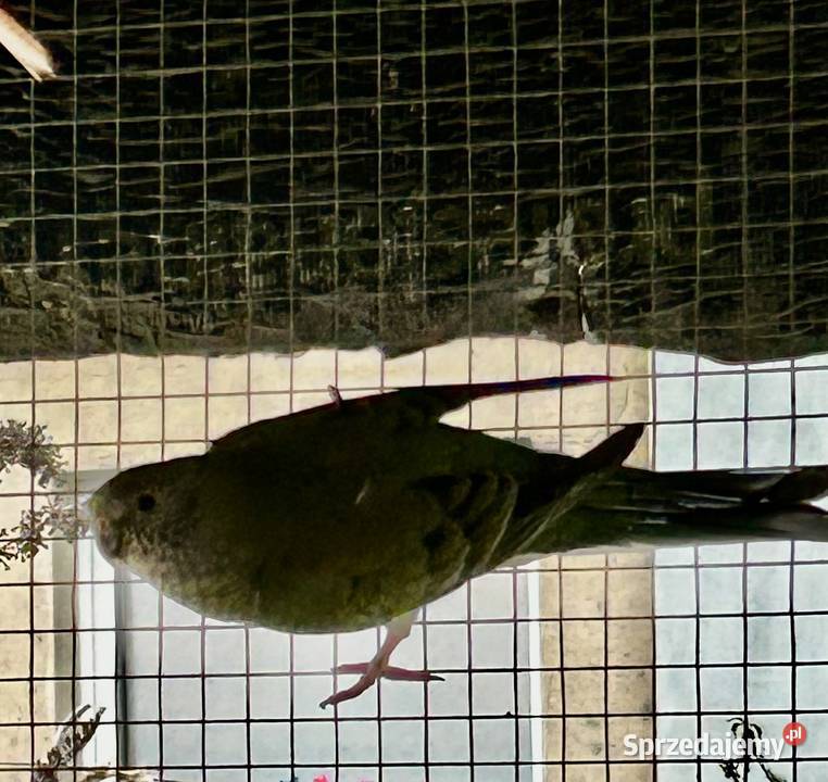 Sprzedam ptaki z zdjęcia Jutrosin sprzedam