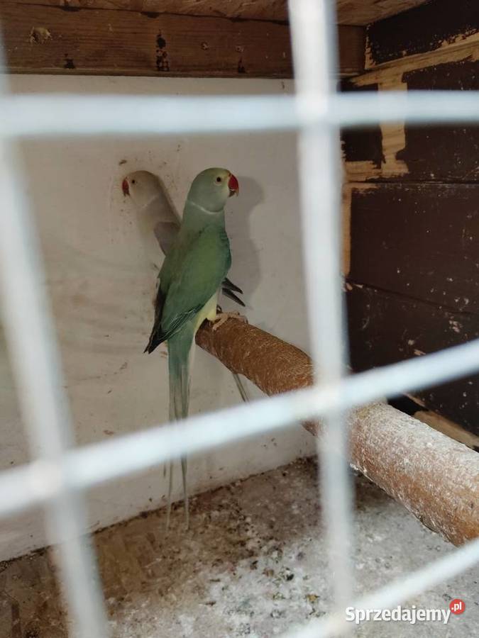 Aleksandrety obrożne go Pszów sprzedam