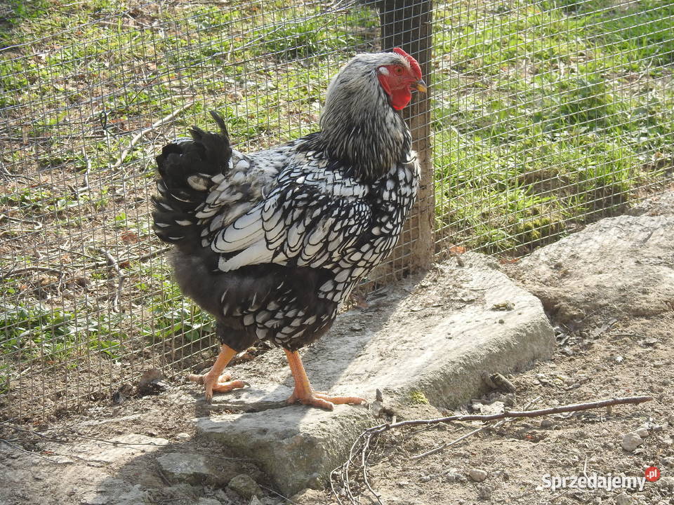 Młode koguty Wyandotte srebrnołuskowana Smarżowa