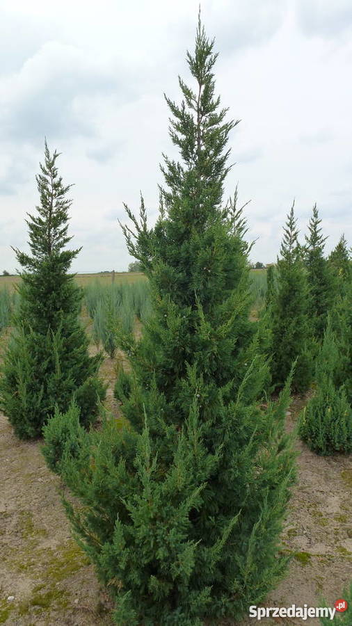 Jałowiec Obelisk Dom i Ogród Konin