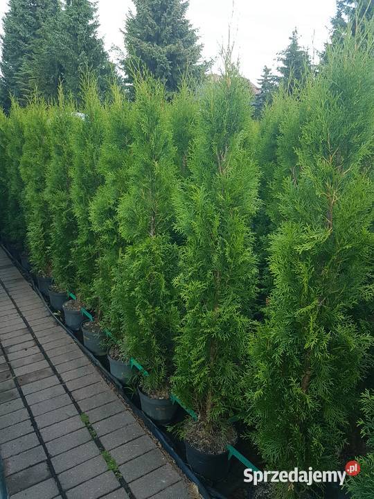Tuja Szmaragd 160 Ukorzenione Donica TRANSPORT Ożarów Mazowiecki