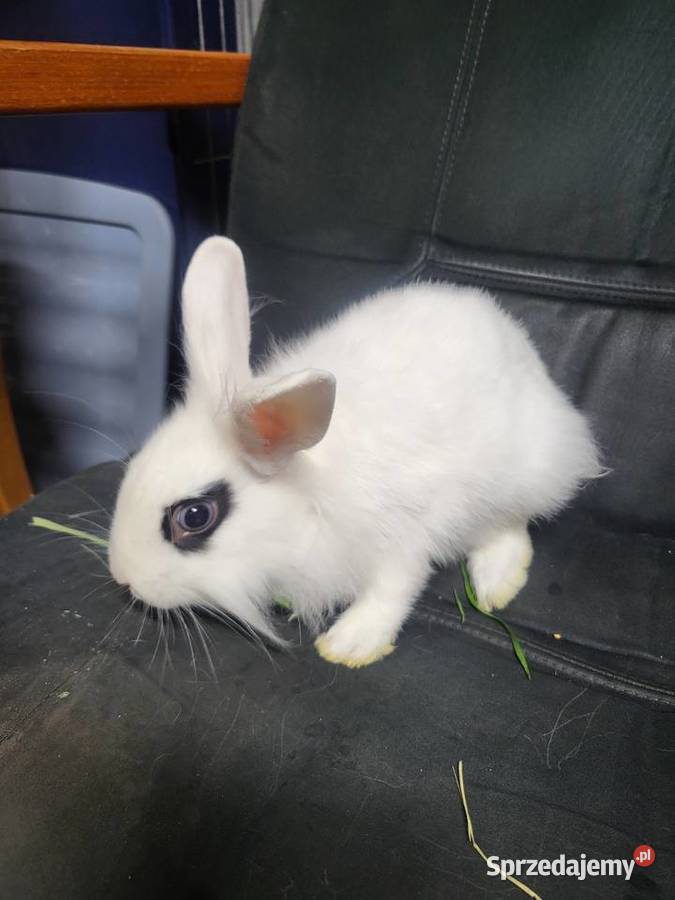Króliczek miniaturka chłopczyk Gryzonie dolnośląskie Wrocław