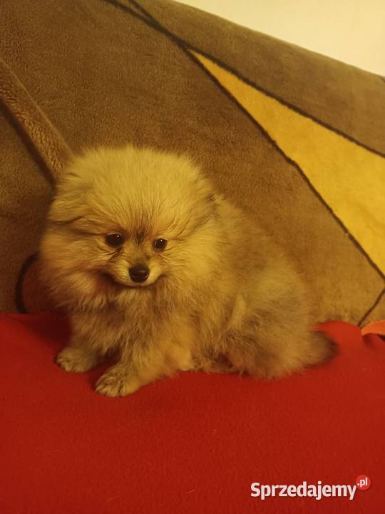 Słiczna maleńka sunia Pomeranian łódzkie Rawa Mazowiecka