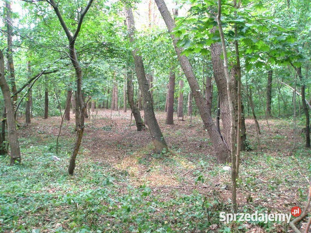 Działka leśna w Otwocku leśna Otwock sprzedam
