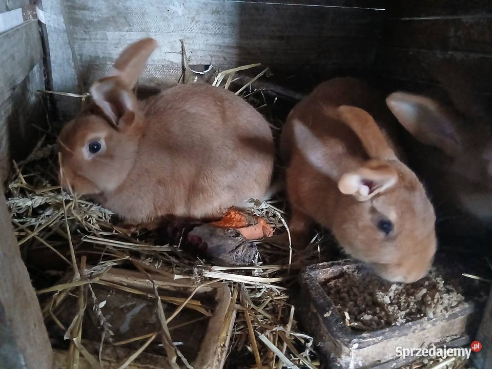 Króliki Hrubieszów sprzedam