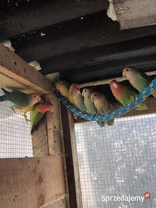 Sprzedam nierozłączki Stobno Siódme