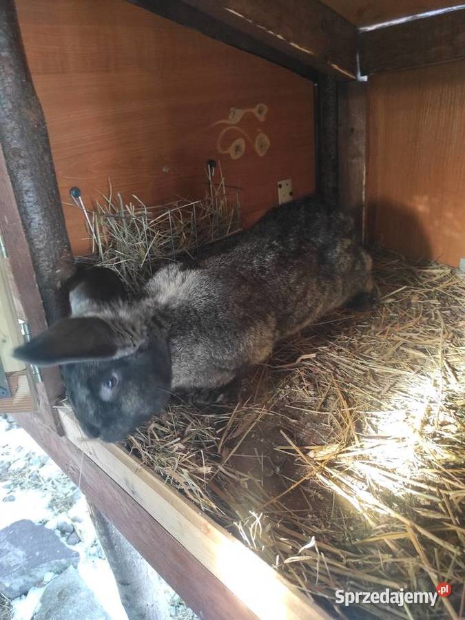 Króliki hodowlane samice Rzgów