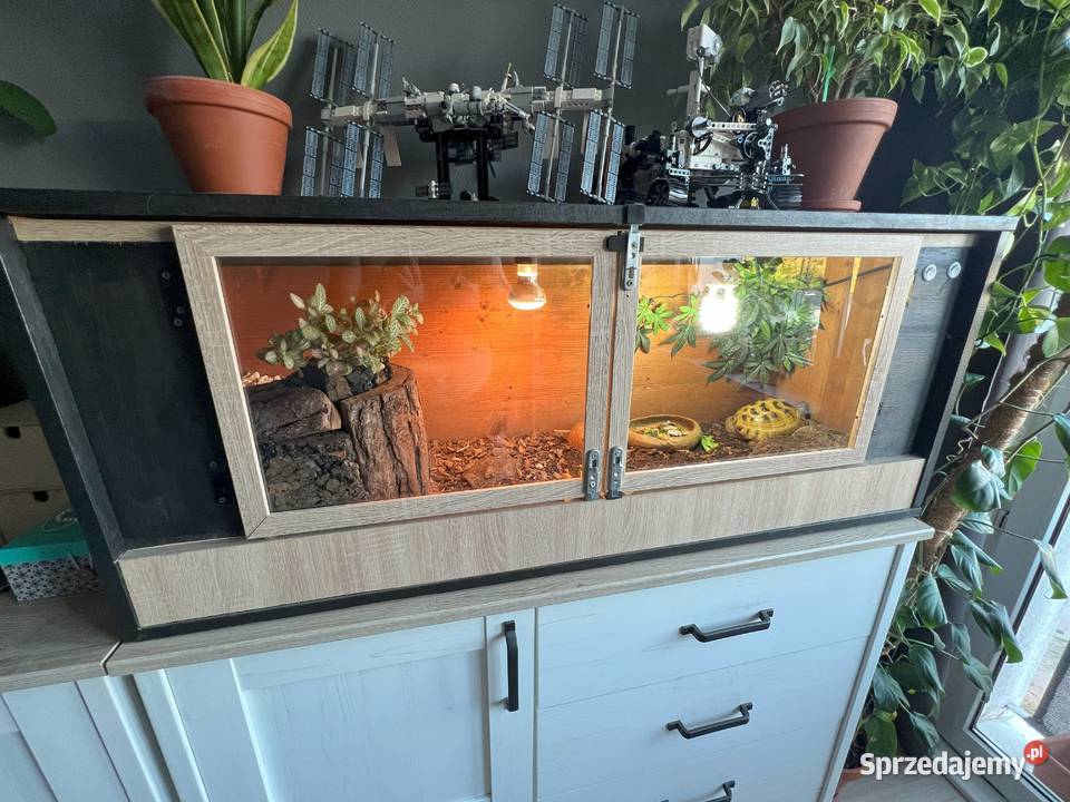 Żółw stepowy z certyfikatem i terrarium kujawsko-pomorskie