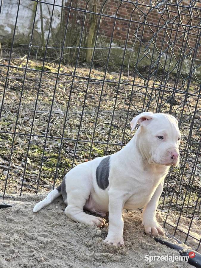 American bully XL opolskie sprzedam