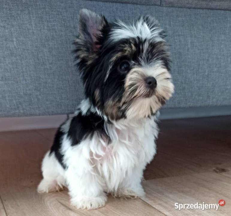 York Biewer Piękny malutki królewicz Rodowodowy