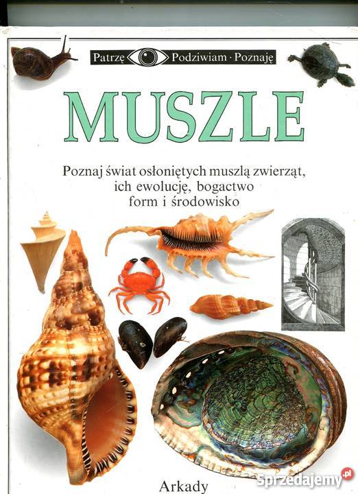 Patrzę Podziwiam Poznaję Muszle zachodniopomorskie Szczecin