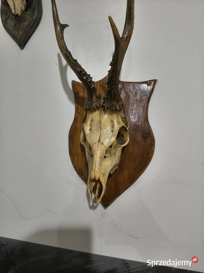 Rogi poroża ozdobne