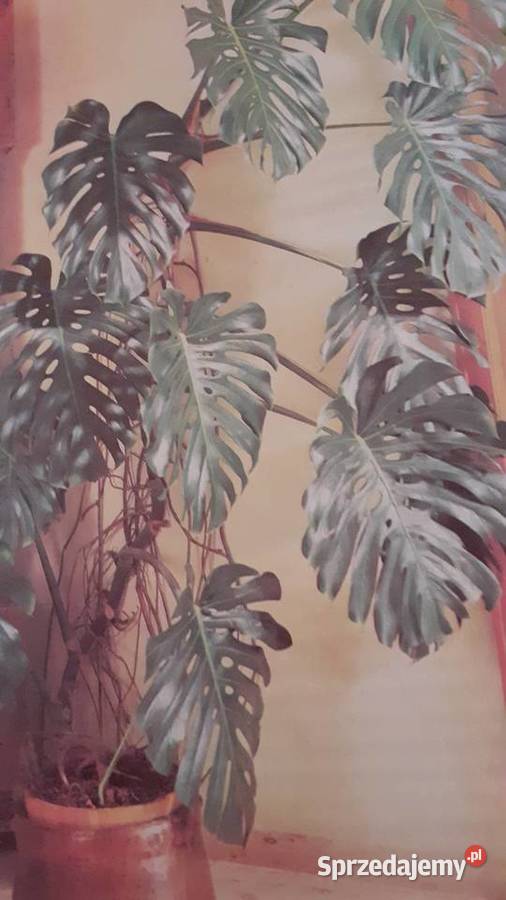 Mieszkamy wśród kwiatów zachodniopomorskie Szczecin