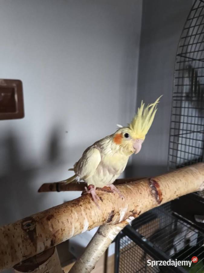 Papugi nimfy ręcznie karmione