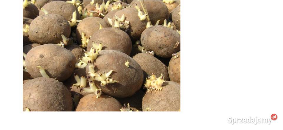 Ziemniaki Satina Owacja Tajfun kaliber sadzeniak Włoszczowa