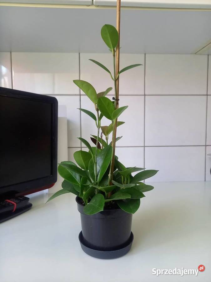 Hoya australis gęsta sadzonka śląskie Częstochowa
