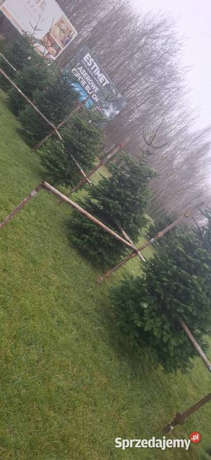 Punkt sprzedaży choinek jodla kaukaska Świerk Kościerska Huta sprzedam