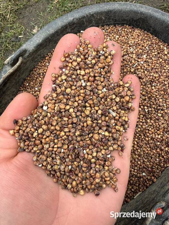 Sorgo czerwone Olesno