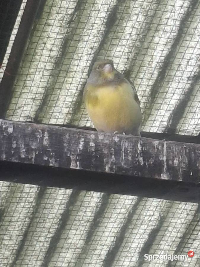 Kanarki samice Rydułtowy