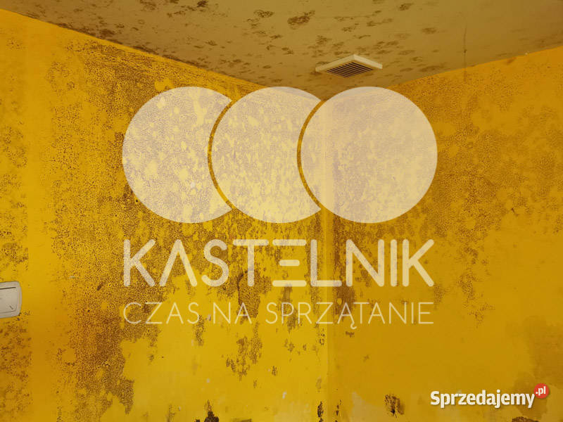 Odgrzybianie ścian Piła Kastelnik Usuwanie Osuszanie i odgrzybianie